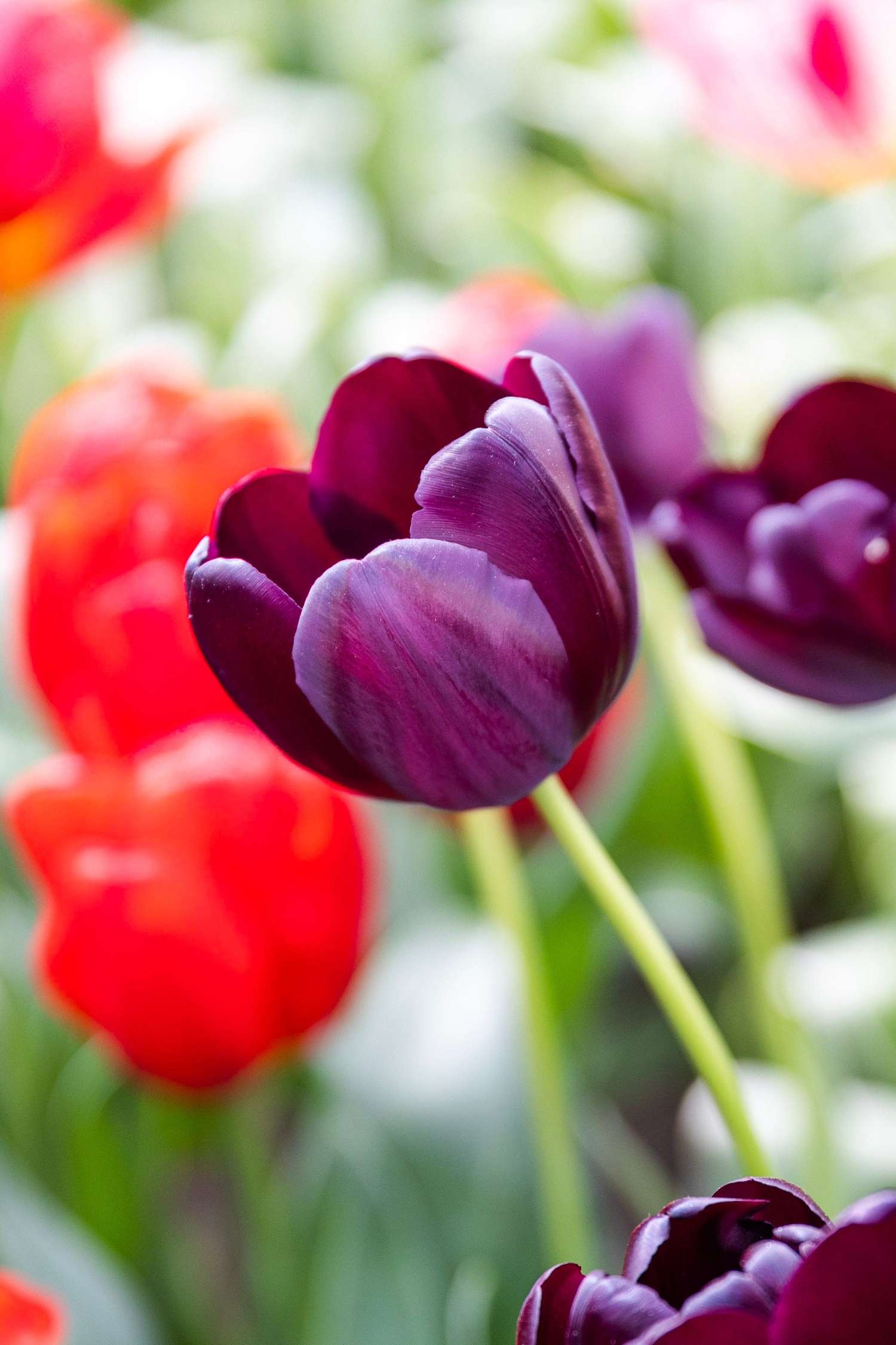 Tulipe 'Queen of Night'